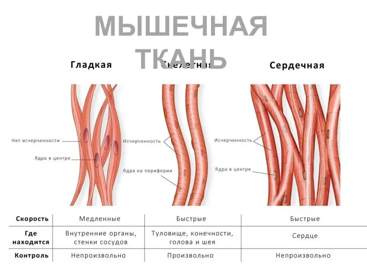 МЫШЕЧНАЯ ТКАНЬ