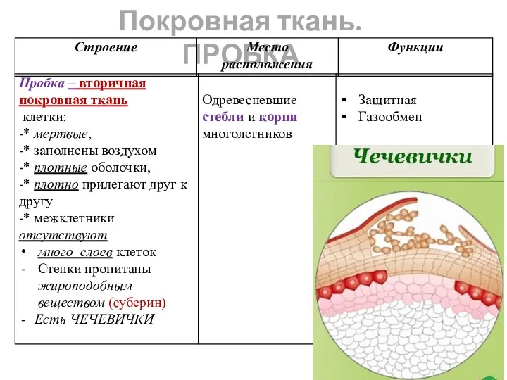 Покровная ткань. ПРОБКА