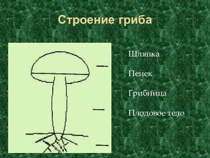 Строение гриба пенек Грибница Плодовое тело Шляпка Пенек Грибница Плодовое тело