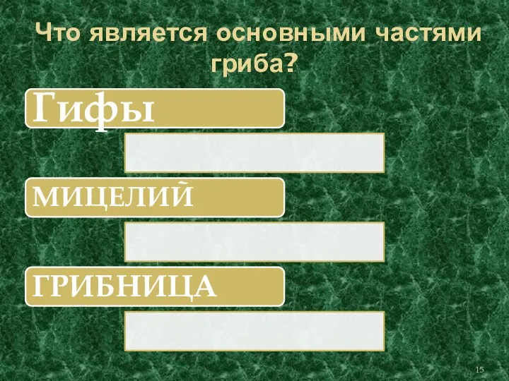 Что является основными частями гриба? Гифы МИЦЕЛИЙ ГРИБНИЦА