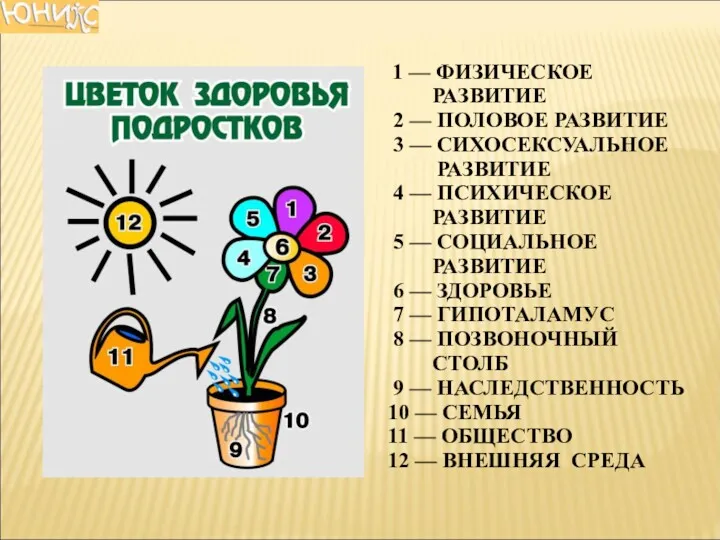 © Кафедра подростковой медицины и валеологии (812) 444-67-38 adoles@maps.spb.ru 1