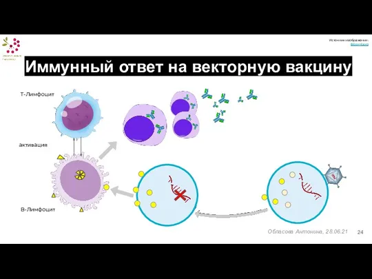 Иммунный ответ на векторную вакцину В-Лимфоцит Т-Лимфоцит активация Обласова Антонина, 28.06.21 Источник изображения: Bloomberg