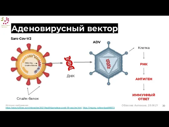 Аденовирусный вектор Источник изображения: https://www.nytimes.com/interactive/2021/health/gamaleya-covid-19-vaccine.html, https://imgpng.ru/download/48573 РНК-Ген спайк-белка Спайк-белок ДНК ADV Клетка РНК