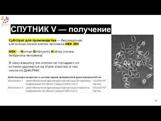 СПУТНИК V — получение Субстрат для производства — бессмертная клеточная линия клеток человека