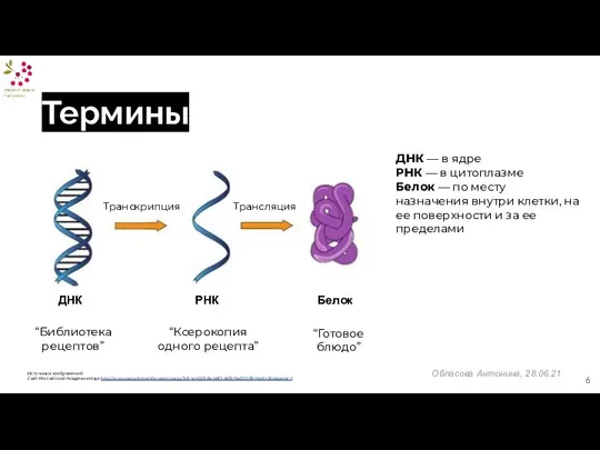 Термины Источники изображений: Сайт Российской Академии Наук http://www.ras.ru/news/shownews.aspx?id=4ce5b0da-e8f1-4819-9ad2-b2841ce0c5ba&print=1 ДНК — в ядре РНК