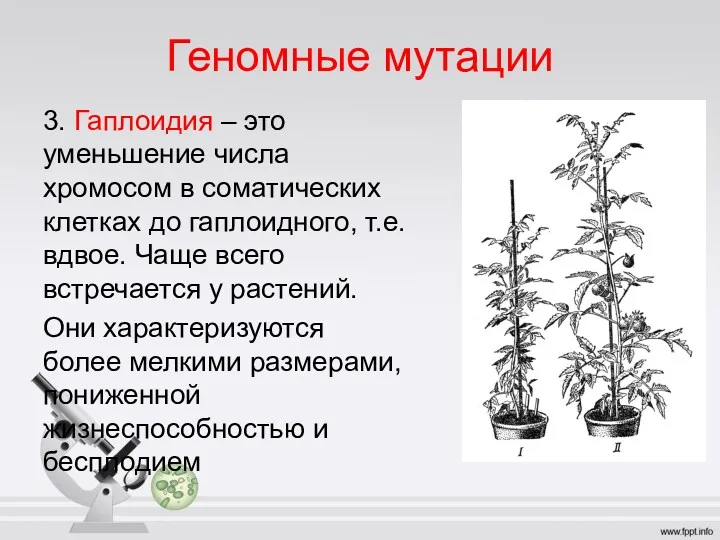 Геномные мутации 3. Гаплоидия – это уменьшение числа хромосом в