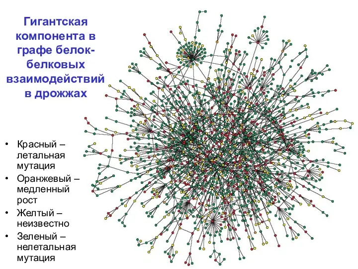 Гигантская компонента в графе белок-белковых взаимодействий в дрожжах Красный –