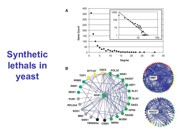 Synthetic lethals in yeast