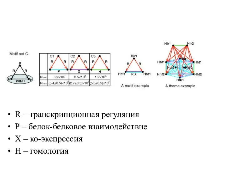 R – транскрипционная регуляция Р – белок-белковое взаимодействие Х – ко-экспрессия Н – гомология