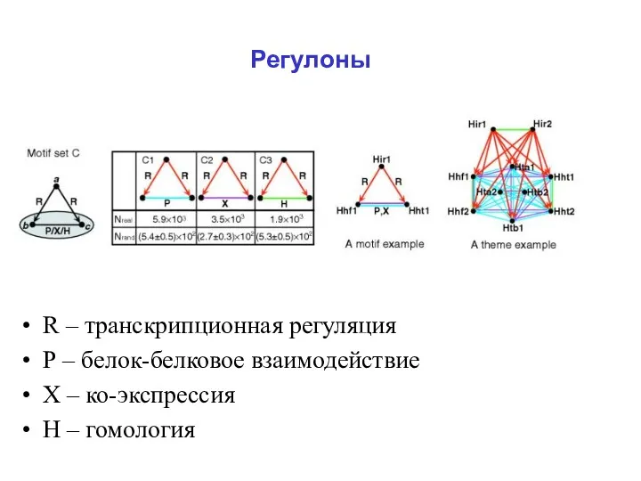 Регулоны R – транскрипционная регуляция Р – белок-белковое взаимодействие Х – ко-экспрессия Н – гомология