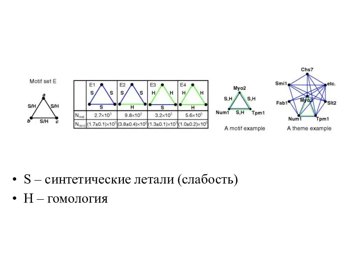 S – синтетические летали (слабость) Н – гомология