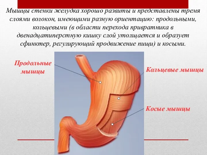 Мышцы стенки желудка хорошо развиты и представлены тремя слоями волокон,