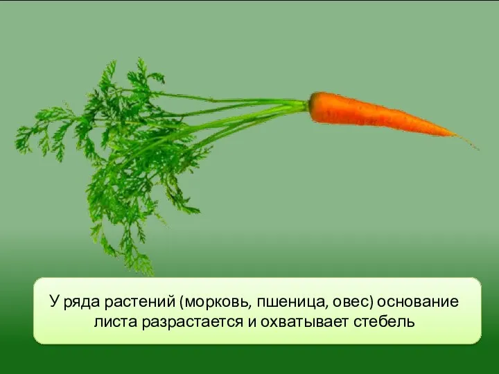 У ряда растений (морковь, пшеница, овес) основание листа разрастается и охватывает стебель
