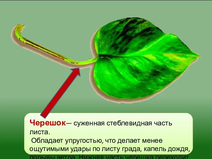 Черешок— суженная стеблевидная часть листа. Обладает упру­гостью, что делает менее ощутимыми удары по