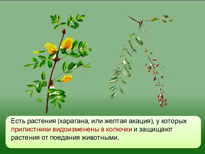 Есть растения (карагана, или желтая акация), у которых прилистни­ки видоизменены в колючки и