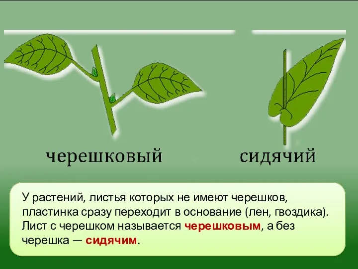 У растений, листья которых не имеют че­решков, пластинка сразу переходит в основа­ние (лен,