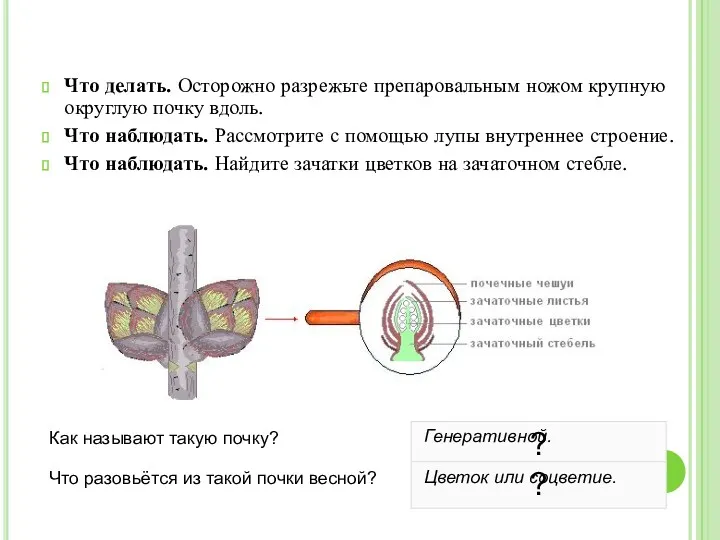 Что делать. Осторожно разрежьте препаровальным ножом крупную округлую почку вдоль.