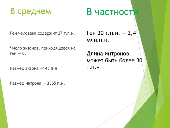 В среднем Ген человека содержит 27 т.п.н. Число экзонов, приходящееся