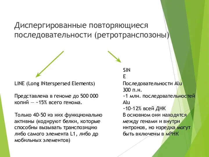 Диспергированные повторяющиеся последовательности (ретротранспозоны) LINE (Long INterspersed Elements) Представлена в