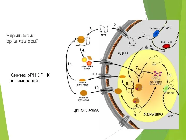 Ядрышковые организаторы? Синтез рРНК РНК полимеразой I