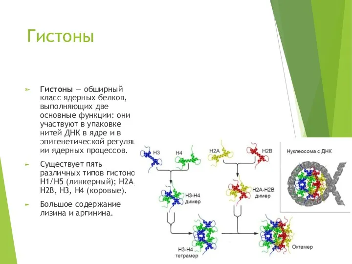 Гистоны Гистоны — обширный класс ядерных белков, выполняющих две основные