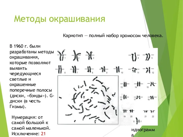 Методы окрашивания В 1960 г. были разработаны методы окрашивания, которые