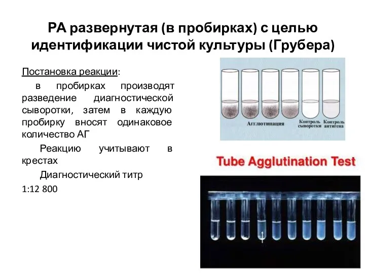 РА развернутая (в пробирках) с целью идентификации чистой культуры (Грубера)