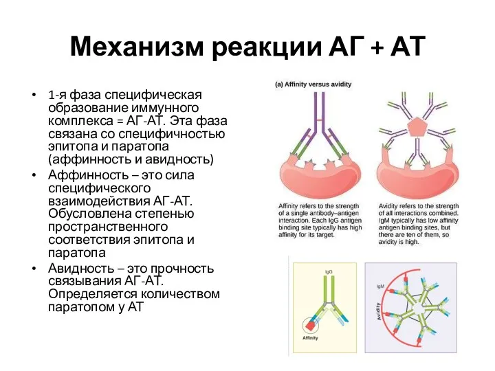 Механизм реакции АГ + АТ 1-я фаза специфическая образование иммунного