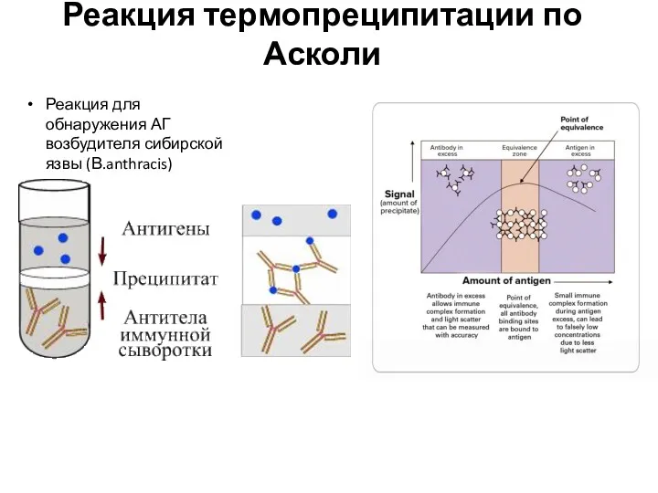 Реакция термопреципитации по Асколи Реакция для обнаружения АГ возбудителя сибирской язвы (В.anthracis)