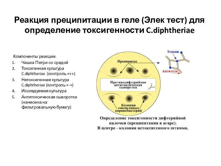 Реакция преципитации в геле (Элек тест) для определение токсигенности C.diphtheriae