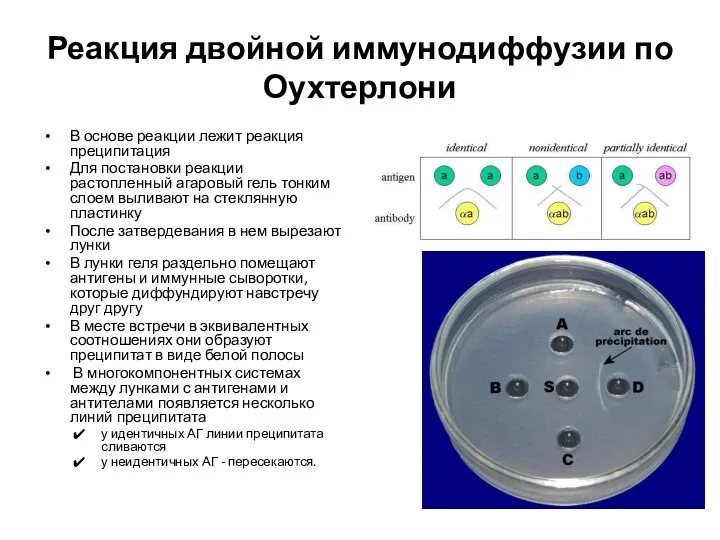 Реакция двойной иммунодиффузии по Оухтерлони В основе реакции лежит реакция