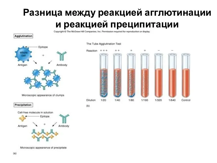 Разница между реакцией агглютинации и реакцией преципитации