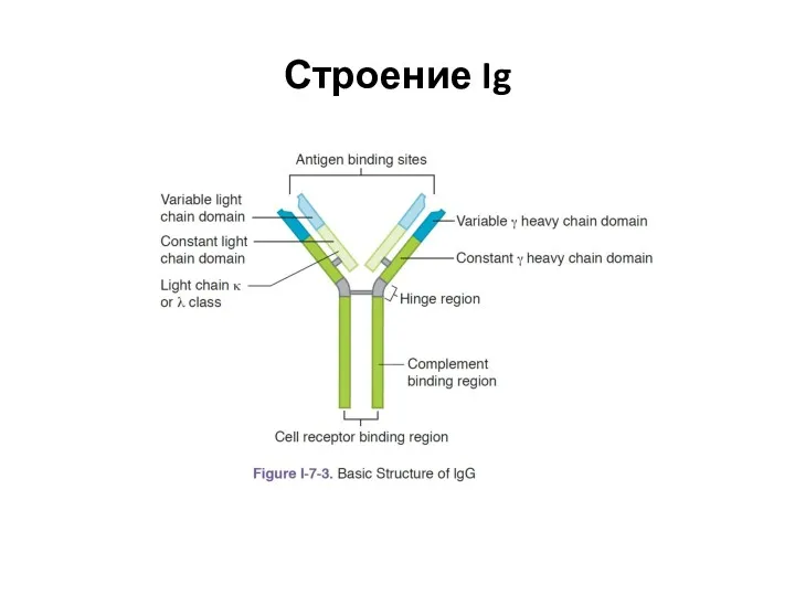 Строение Ig