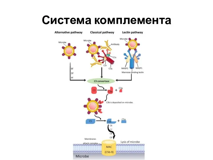 Система комплемента