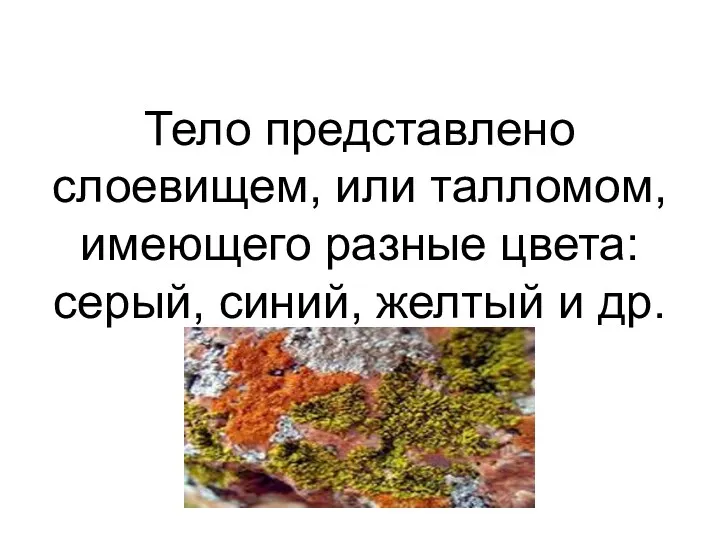 Тело представлено слоевищем, или талломом, имеющего разные цвета: серый, синий, желтый и др.