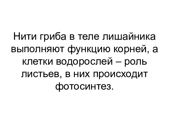 Нити гриба в теле лишайника выполняют функцию корней, а клетки