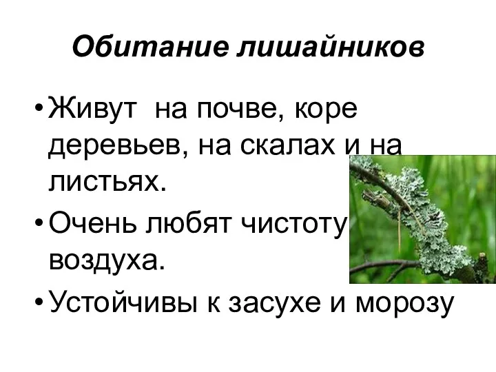 Обитание лишайников Живут на почве, коре деревьев, на скалах и