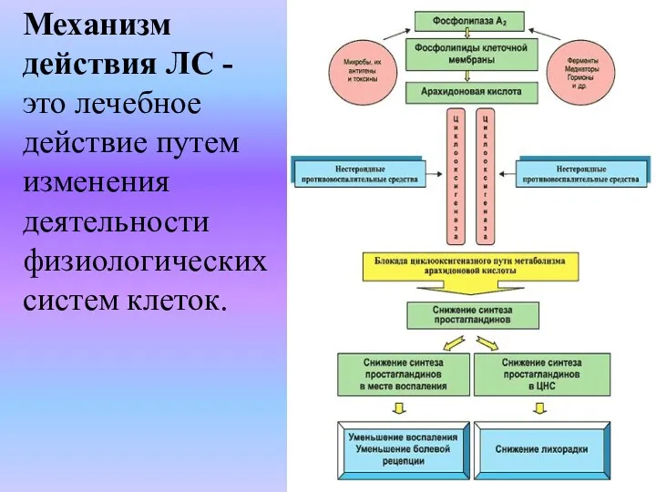 Механизм действия ЛС - это лечебное действие путем изменения деятельности физиологических систем клеток.