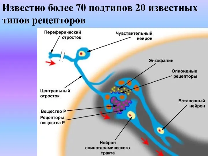 Известно более 70 подтипов 20 известных типов рецепторов