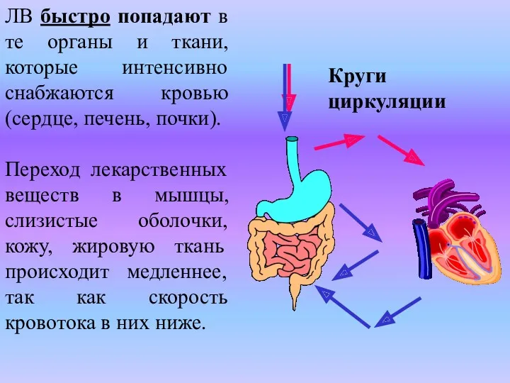 ЛВ быстро попадают в те органы и ткани, которые интенсивно