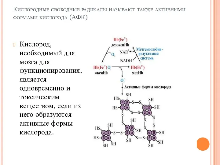 Кислородные свободные радикалы называют также активными формами кислорода (АФК) Кислород,