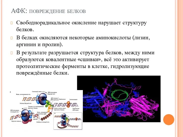 АФК: повреждение белков Свободнорадикальное окисление нарушает структуру белков. В белках