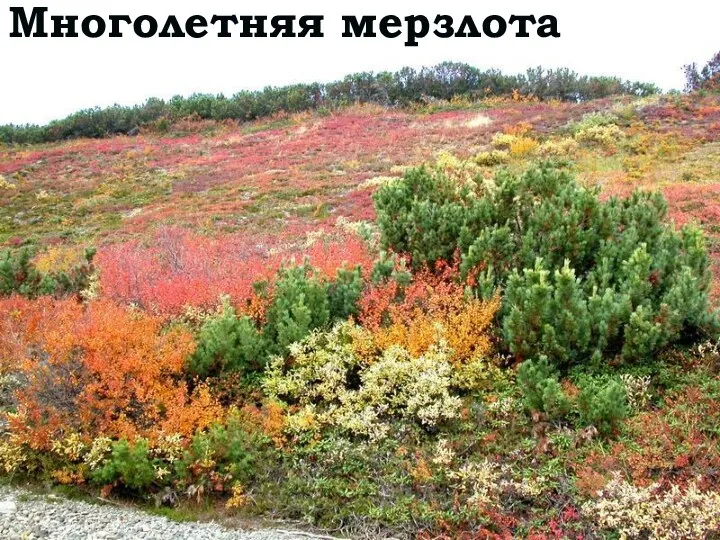 Многолетняя мерзлота