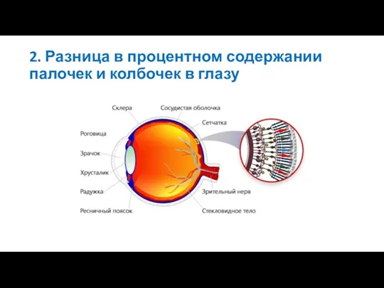 2. Разница в процентном содержании палочек и колбочек в глазу