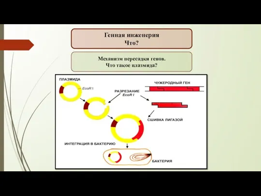 Генная инженерия Что? Механизм пересадки генов. Что такое плазмида?