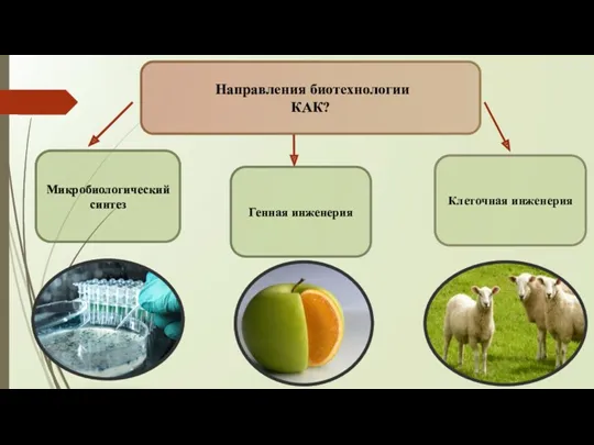 Направления биотехнологии КАК? Микробиологический синтез Генная инженерия Клеточная инженерия