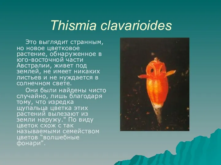 Thismia clavarioides Это выглядит странным, но новое цветковое растение, обнаруженное