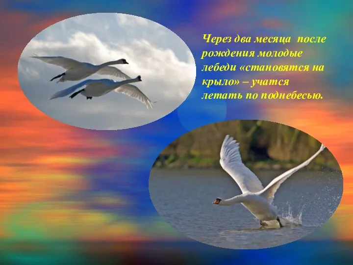 Через два месяца после рождения молодые лебеди «становятся на крыло» – учатся летать по поднебесью.