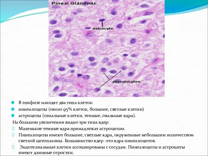 В эпифизе находят два типа клеток: пинеалоциты (около 95% клеток,