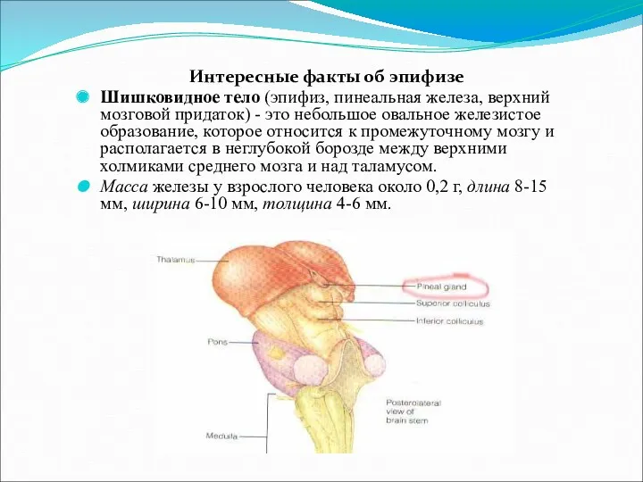 Интересные факты об эпифизе Шишковидное тело (эпифиз, пинеальная железа, верхний